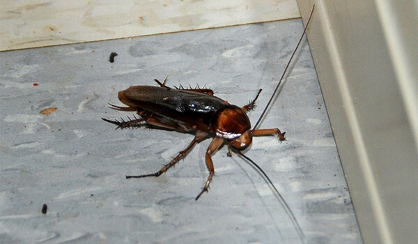 Фото: Как выглядит американский таракан
