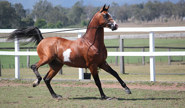 Фото: Как выглядит арабская лошадь