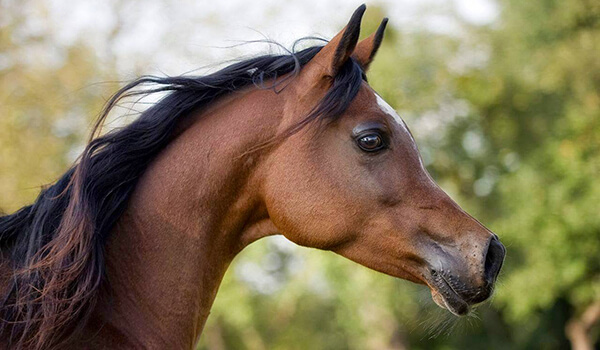 Фото: Арабская порода лошадей