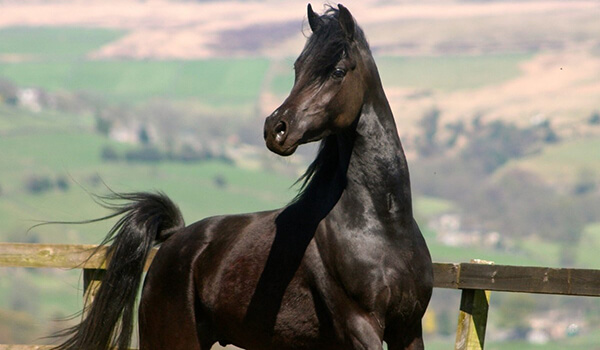 Фото: Черная арабская лошадь