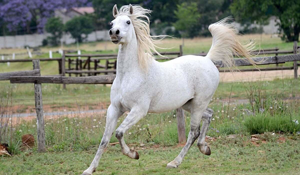Арабская чистокровная лошадь — характеристики и описание скакунов