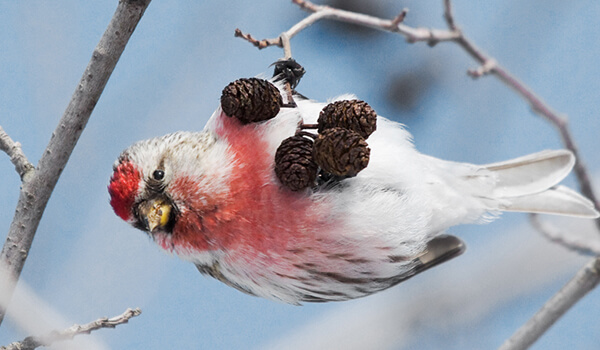 Фото: Как выглядит птица чечетка