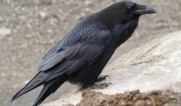 Фото: Как выглядит черная ворона