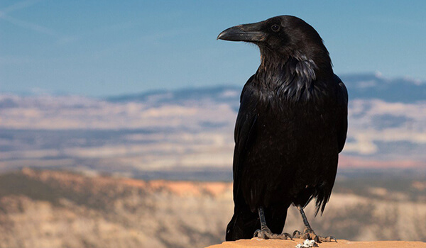 Фото: Черная ворона