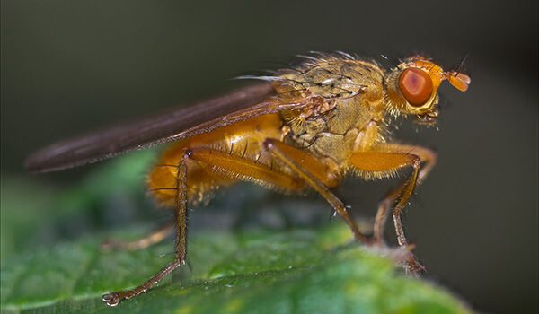Фото: Как выглядит муха дрозофила