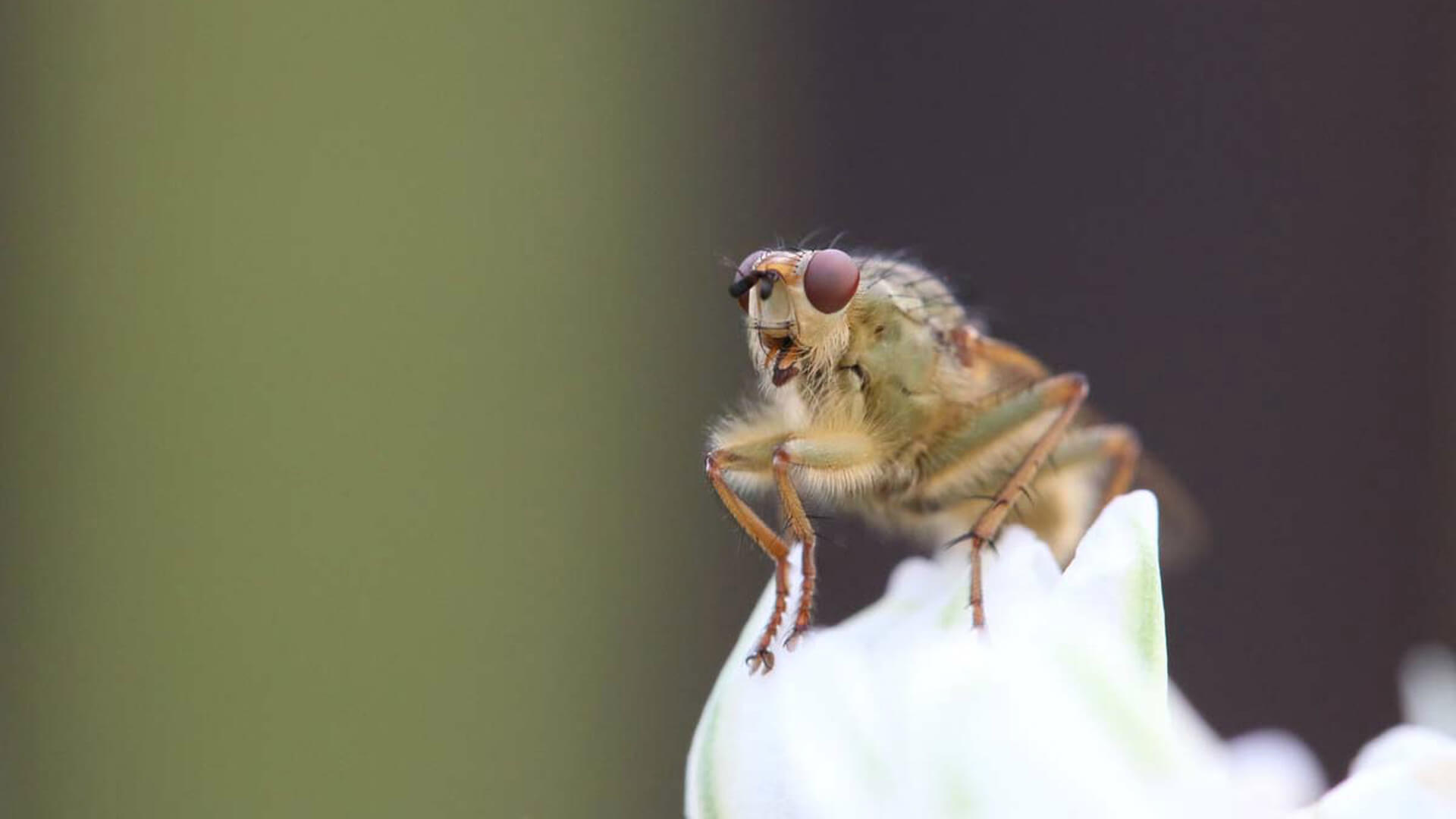 Муха-дрозофила, фото и описание: как избавиться от плодовой мушки в домашних условиях?