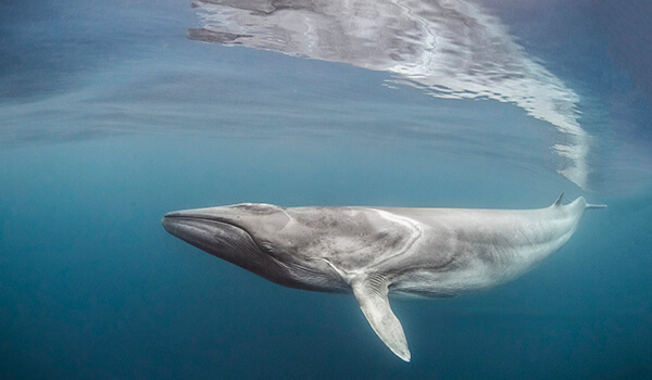 Фото: Финвал, он же сельдяной кит
