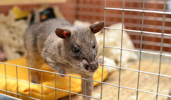 Фото: Как выглядит гамбийская крыса