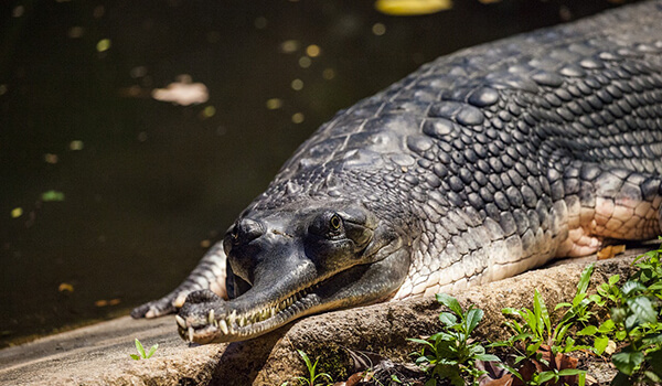 Фото: Крокодил гавиал