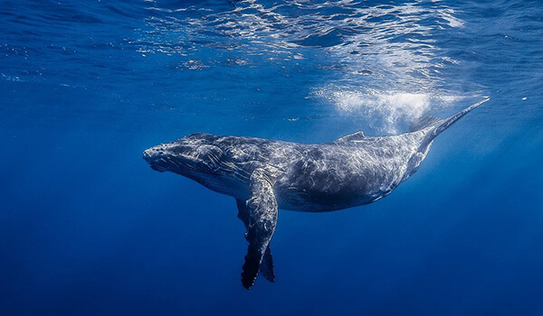 Фото: Большой горбатый кит