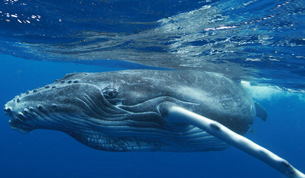 Фото: Горбатый кит из Красной книги