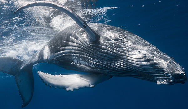 Фото: Горбатый кит