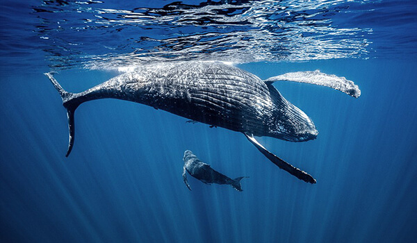 Фото: Как выглядит горбатый кит