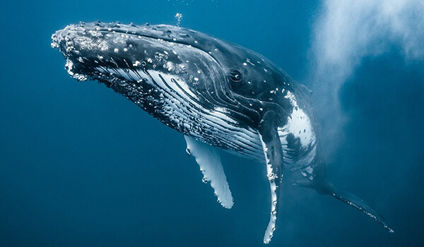 Фото: Горбатый кит