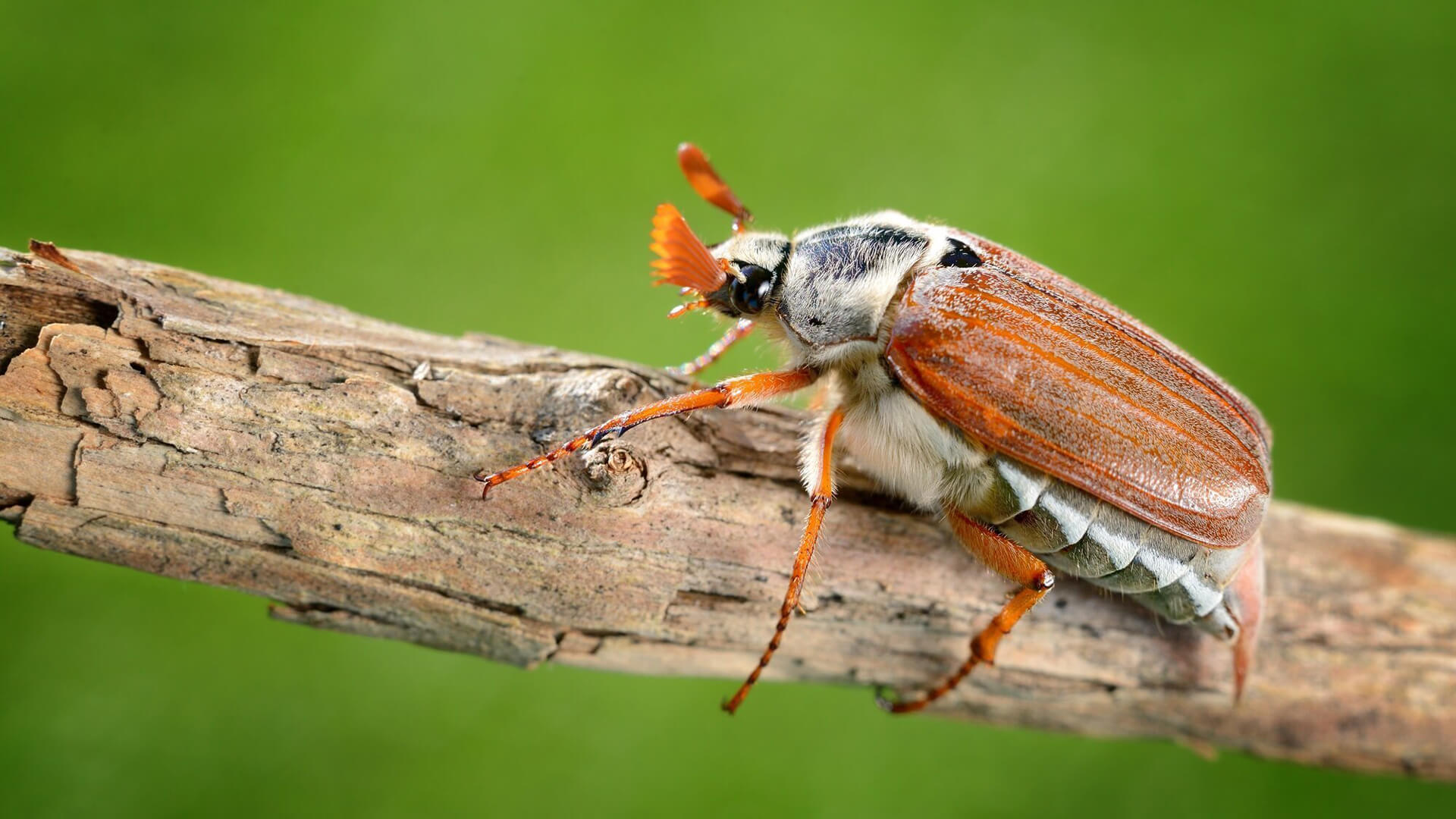 Майский жук фото и описание что ест