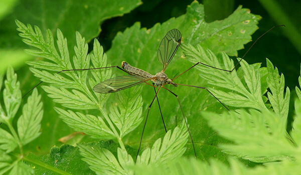 Фото: Как выглядит комар долгоножка