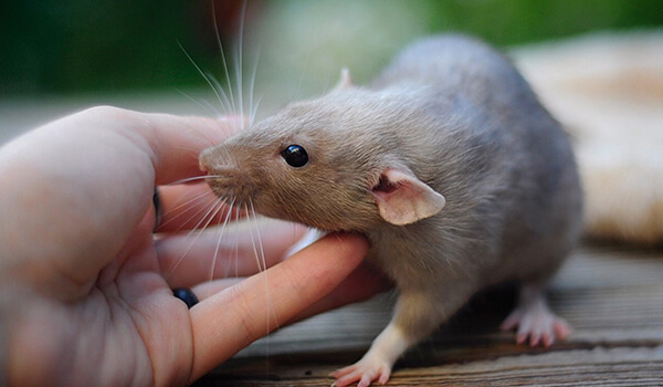 Фото: Как выглядит крыса дамбо