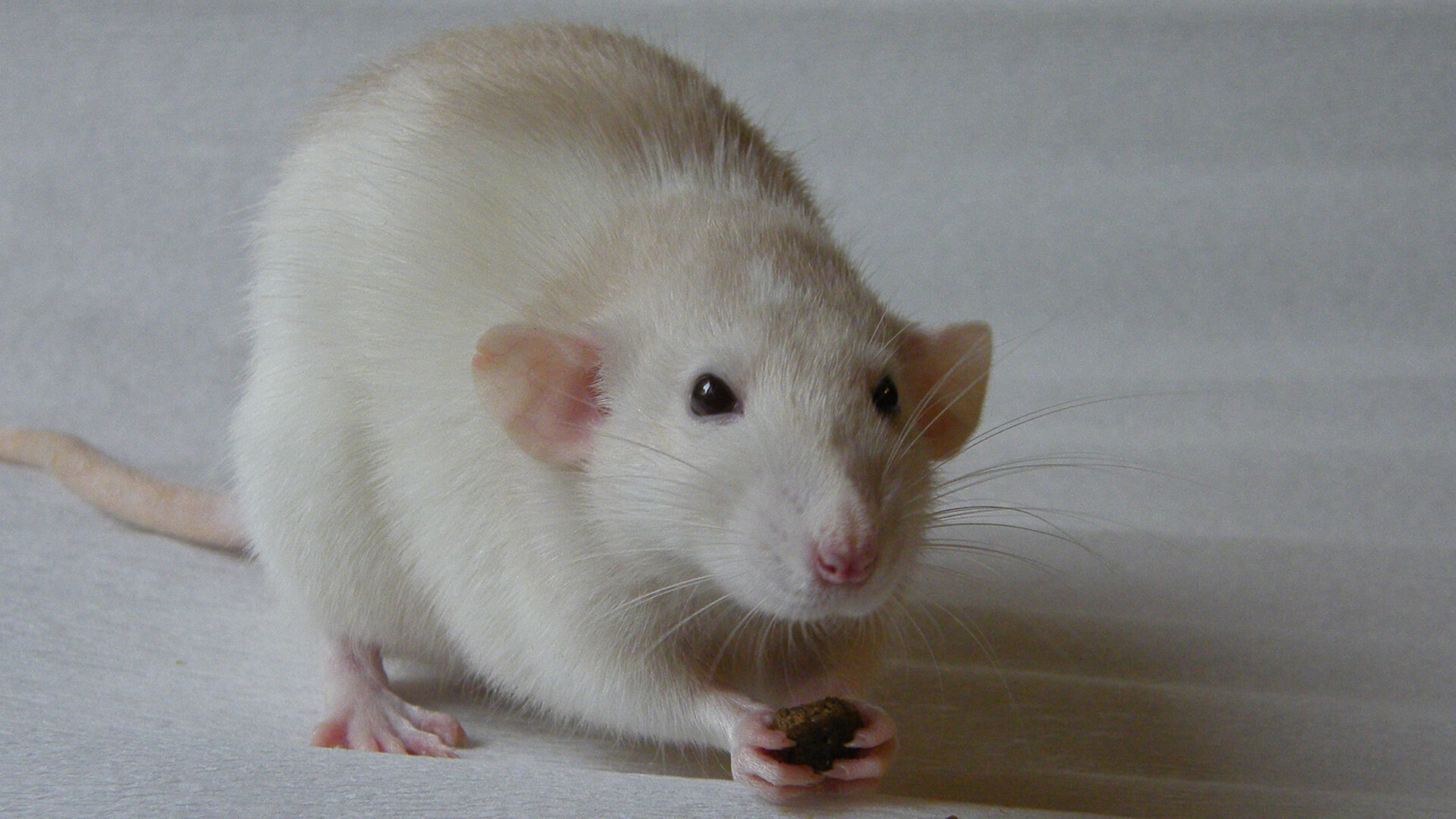Дамбо размеры. Крыса породы Дамбо. Декоративная крыса Дамбо. Гималайская крыса Дамбо. Крыса Дамбо белая.