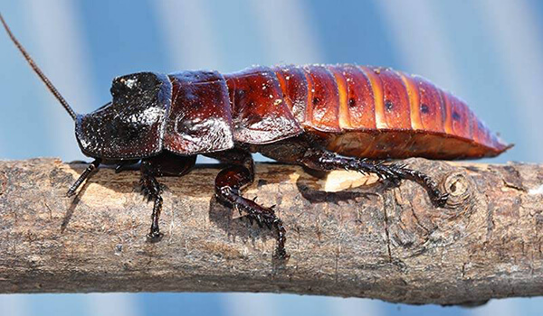 Фото: Как выглядит мадагаскарский таракан