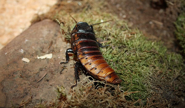 Фото: Мадагаскарский шипящий таракан