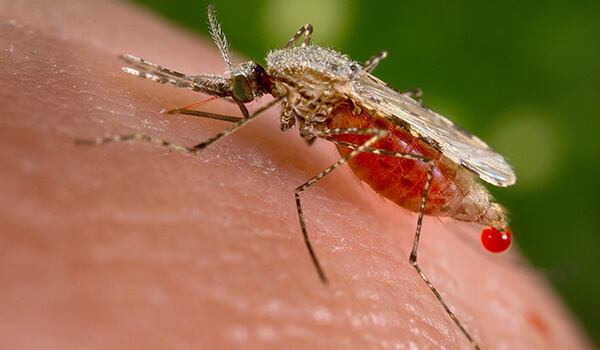 Фото: Укус малярийного комара