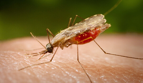 Фото: Как выглядит малярийный комар