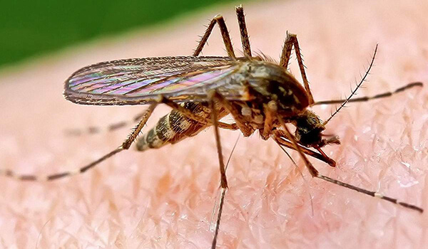 Что переносит малярийный комар 30