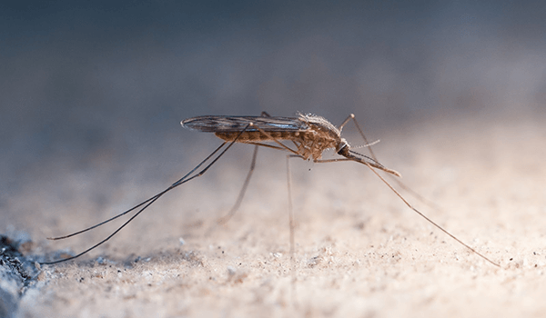 Фото: Малярийный комар в России