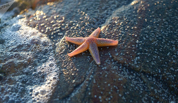 Фото: Как выглядит морская звезда