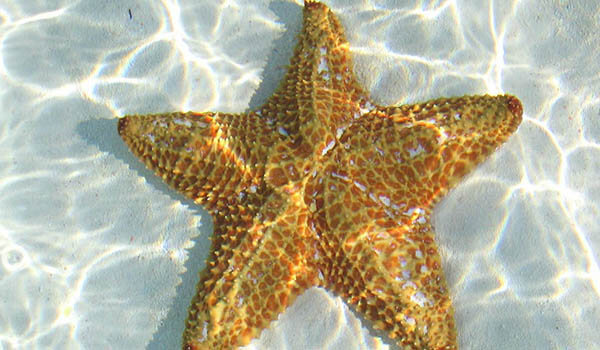 Фото: Морская звезда в море