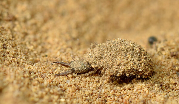 Фото: Муравьиный лев в песке