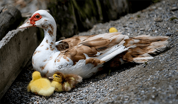 Фото: Детеныши мускусной утки
