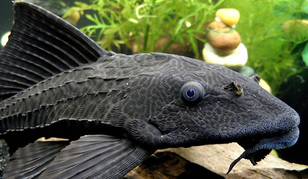 Фото: Рыбка плекостомус