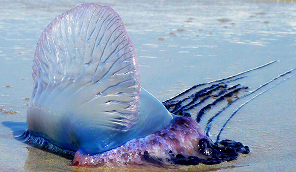 Фото: Медуза португальский кораблик