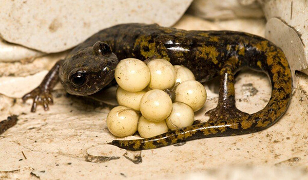 Фото: Яйца саламандры