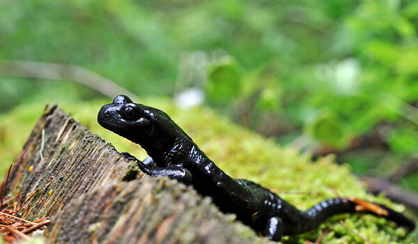 Фото: Черная саламандра