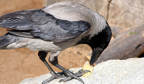 Фото: Птица серая ворона