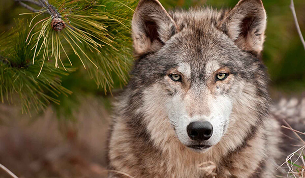 Фото: Как выглядит серый волк