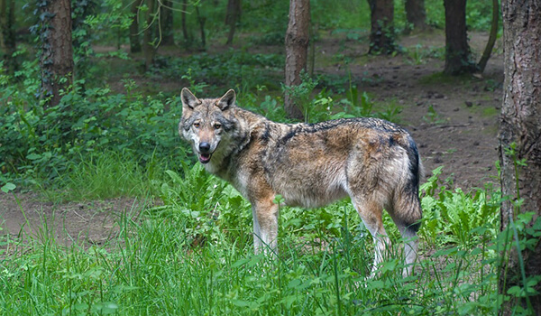 Фото: Серый волк