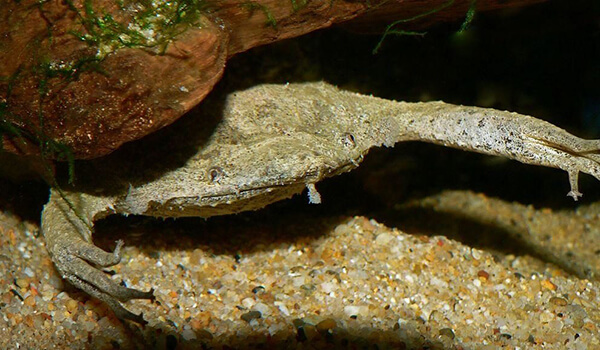 Фото: Лягушка суринамская пипа