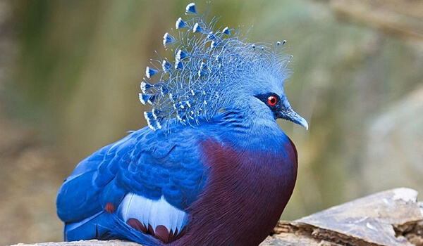 Фото: Птица венценосный голубь