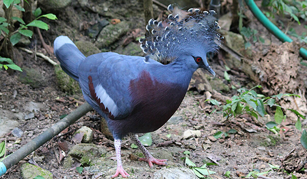 Фото: Как выглядит венценосный голубь