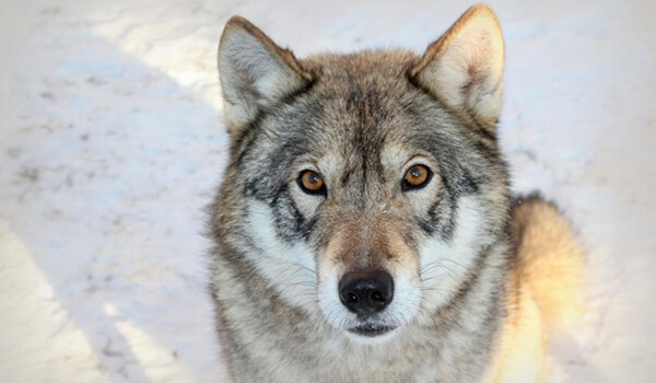 Фото: Волкособ гибрид волка и собаки