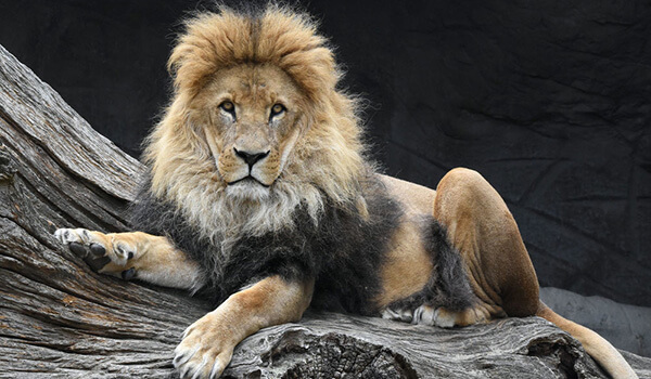 Фото: Африканский лев из Красной книги