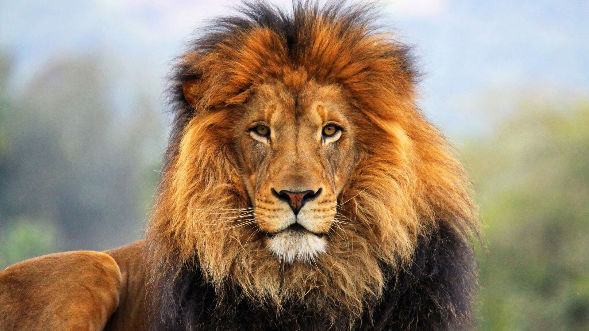 Африканский лев ? Фото, описание, ареал, питание, враги ✔
