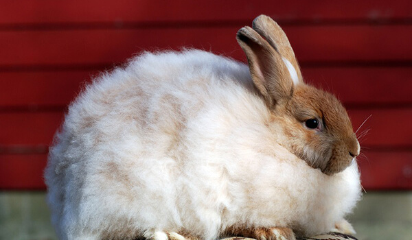 Фото: Как выглядит ангорский кролик