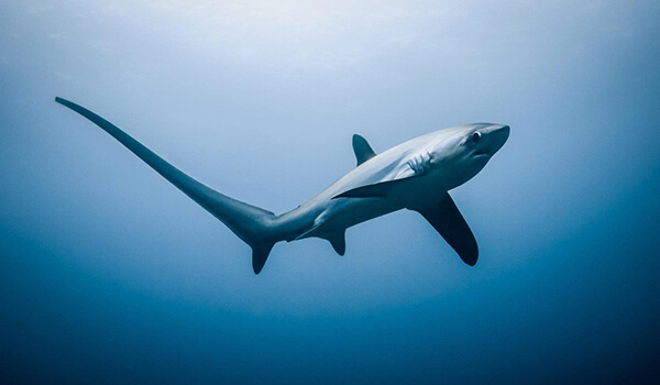 Фото: Как выглядит большеглазая лисья акула