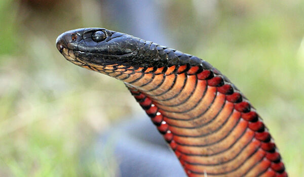 Фото: Как выглядит черная змея
