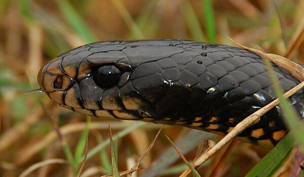Фото: Опасная черная змея 