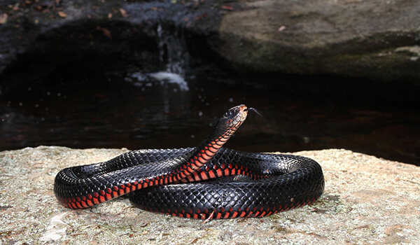 Фото: Черная змея
